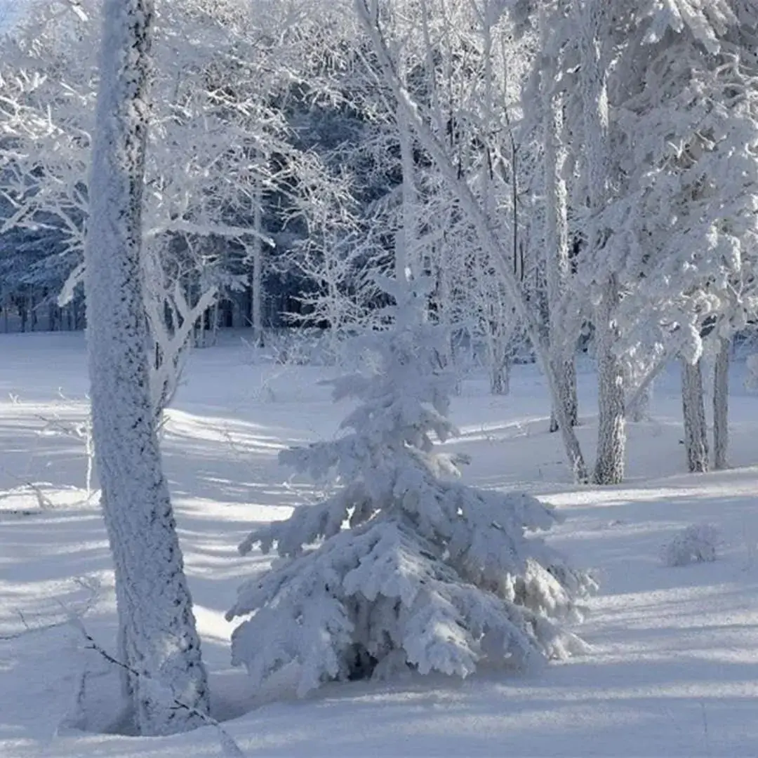 FB_IMG_1768292118375